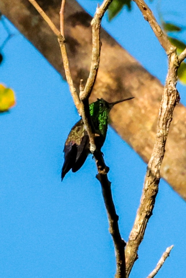 Blue-vented Hummingbird - ML648918405