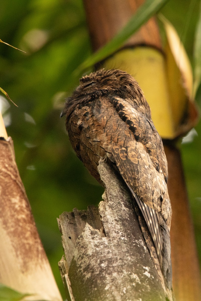 Common Potoo - ML648918432