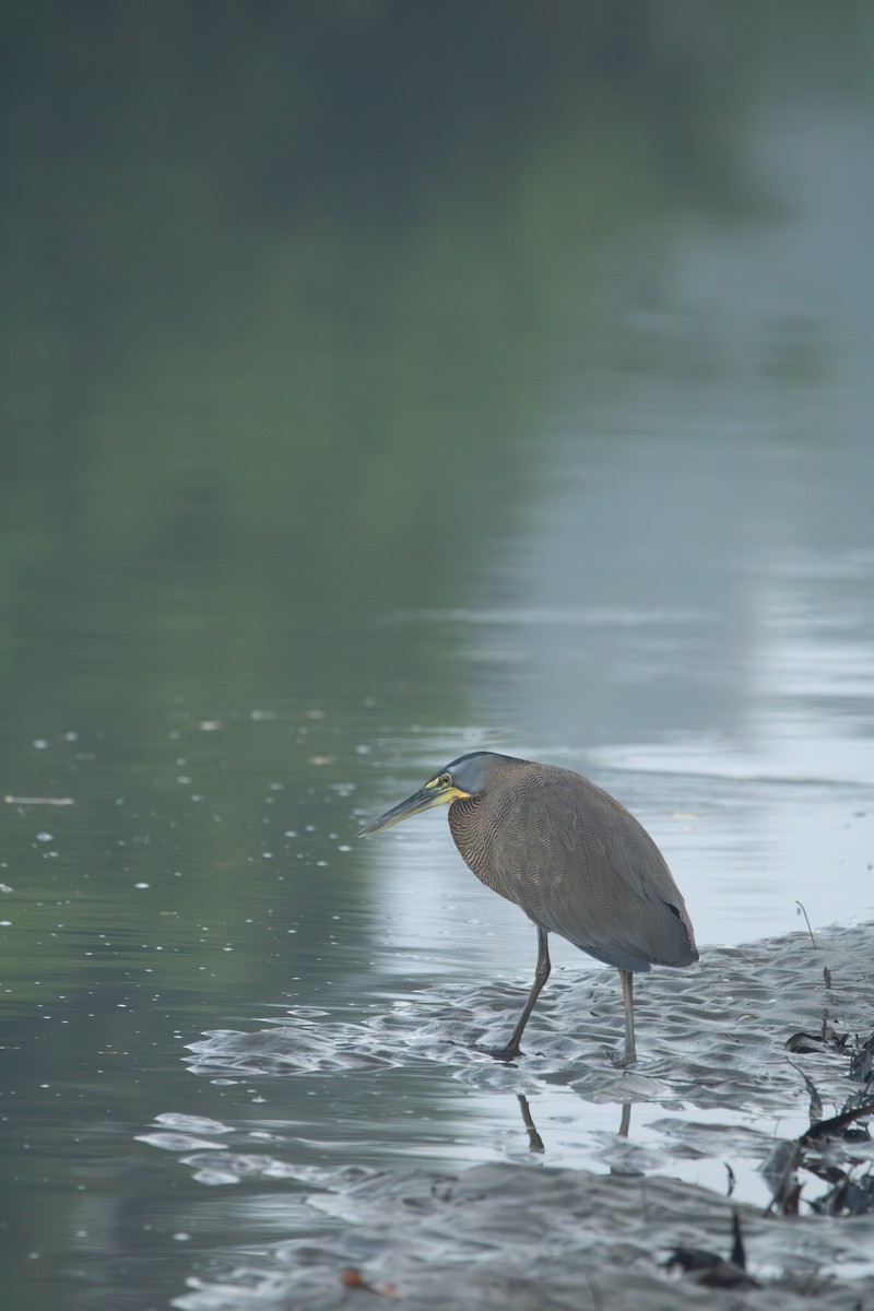 Bare-throated Tiger-Heron - ML648918543