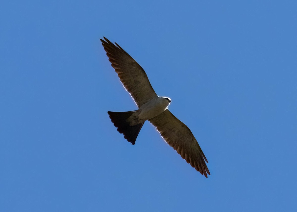 Mississippi Kite - ML648918568