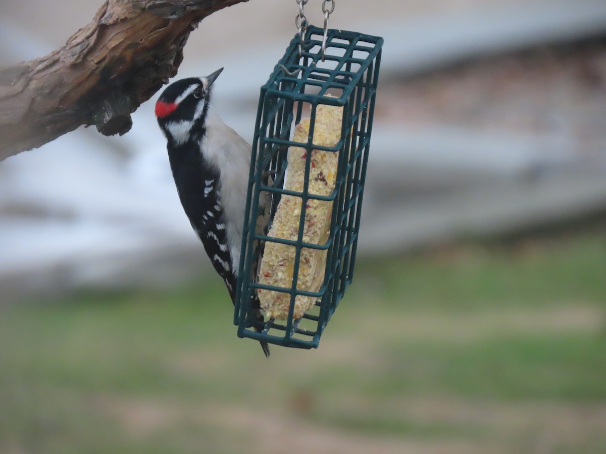 strakapoud osikový - ML648918632