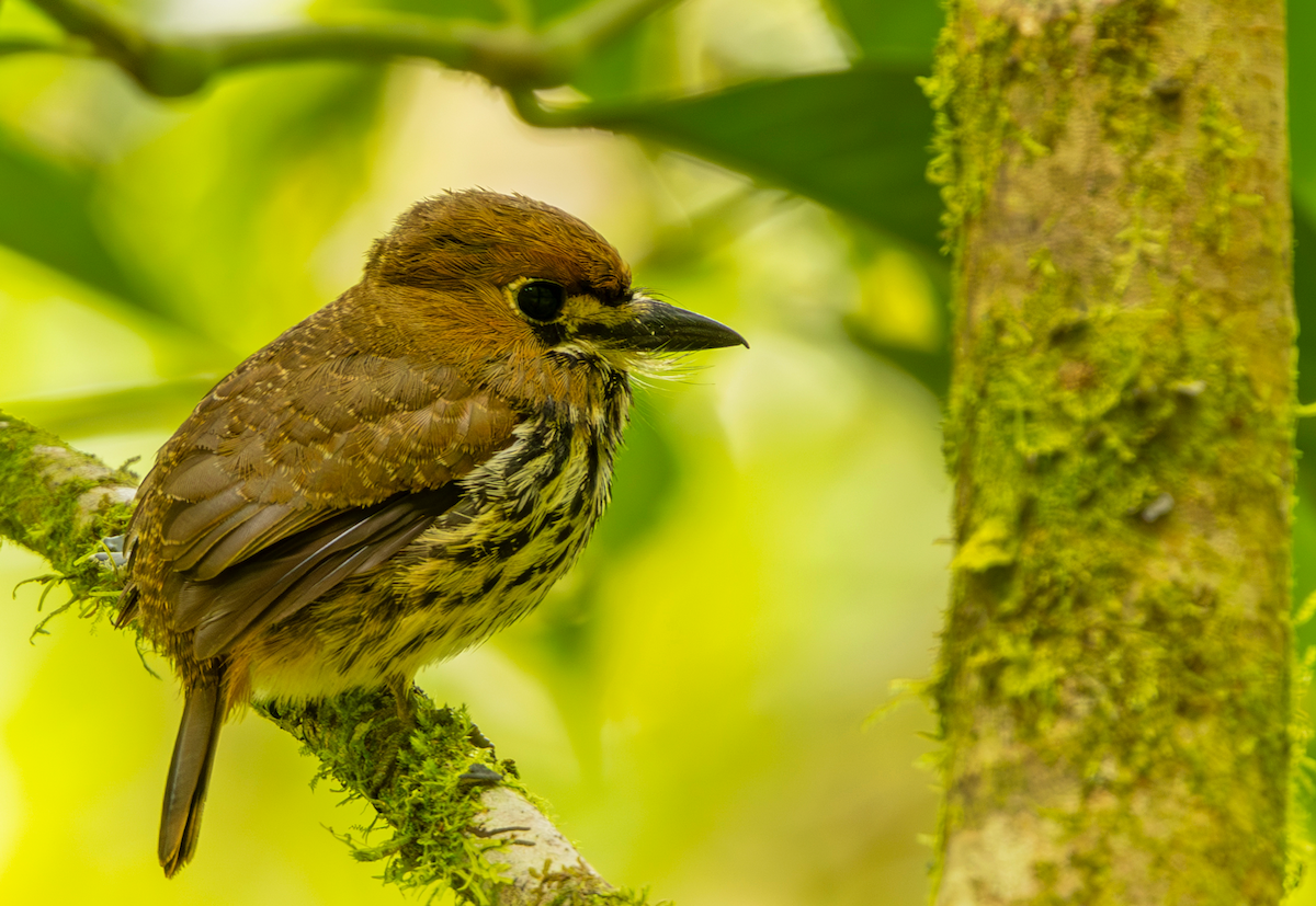 Lanceolated Monklet - ML648918666