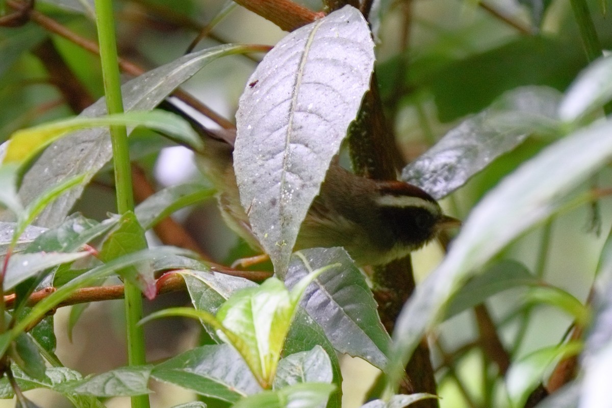 Black-cheeked Warbler - ML648918760