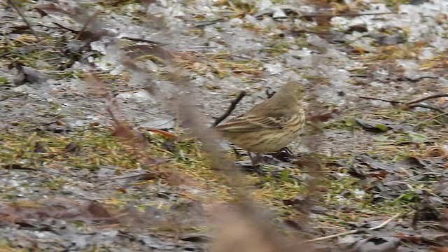 Spioncello del Pacifico - ML648918788