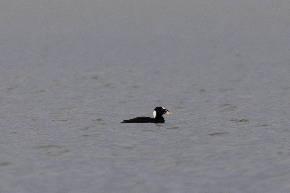 קטיפנית משברים - ML648918790