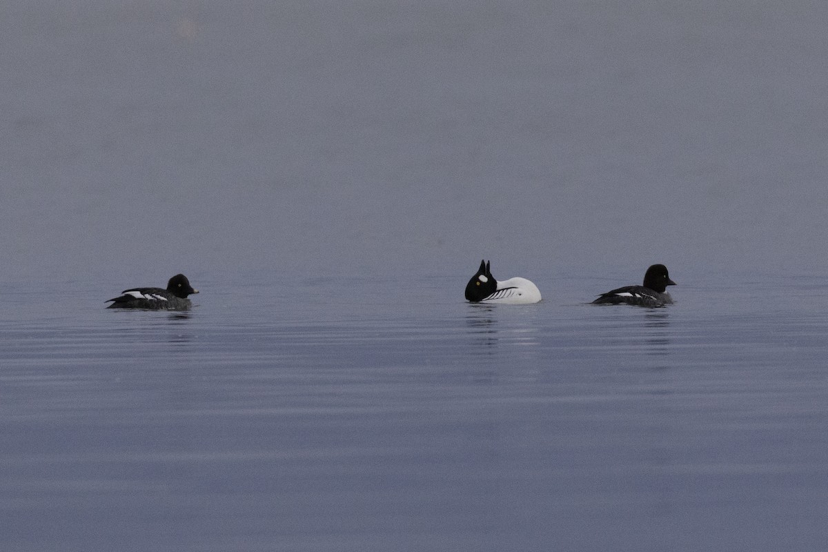 עבראש ירוק - ML648918815