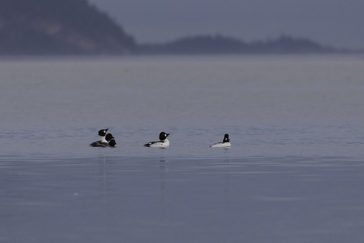 עבראש ירוק - ML648918816