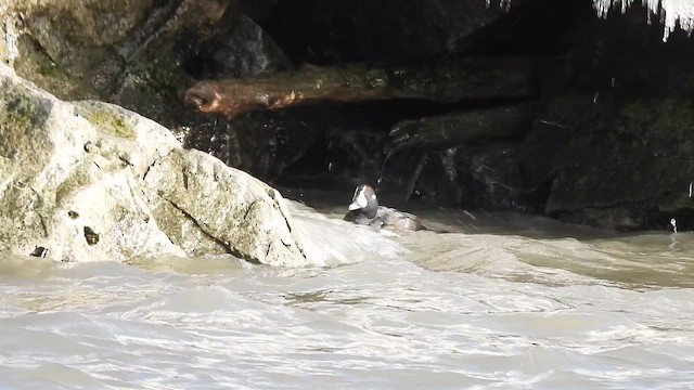 Moretta arlecchino - ML648918848