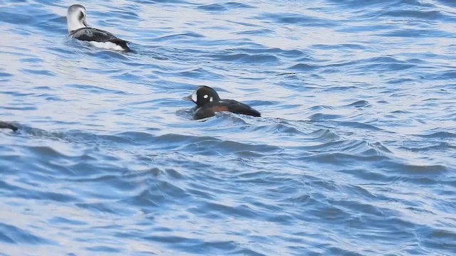 Moretta arlecchino - ML648918849