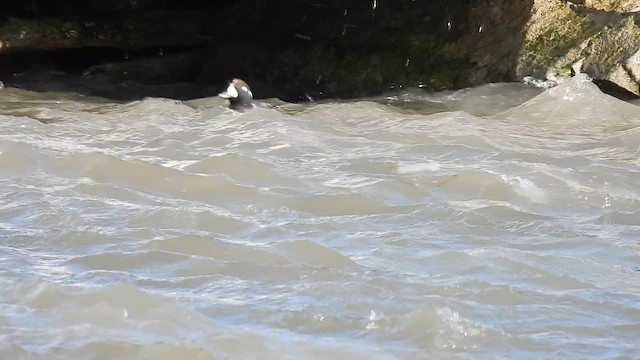 Moretta arlecchino - ML648918850