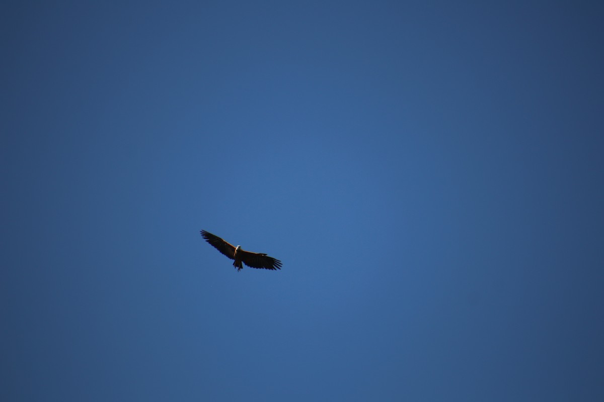 Black-collared Hawk - ML648918864