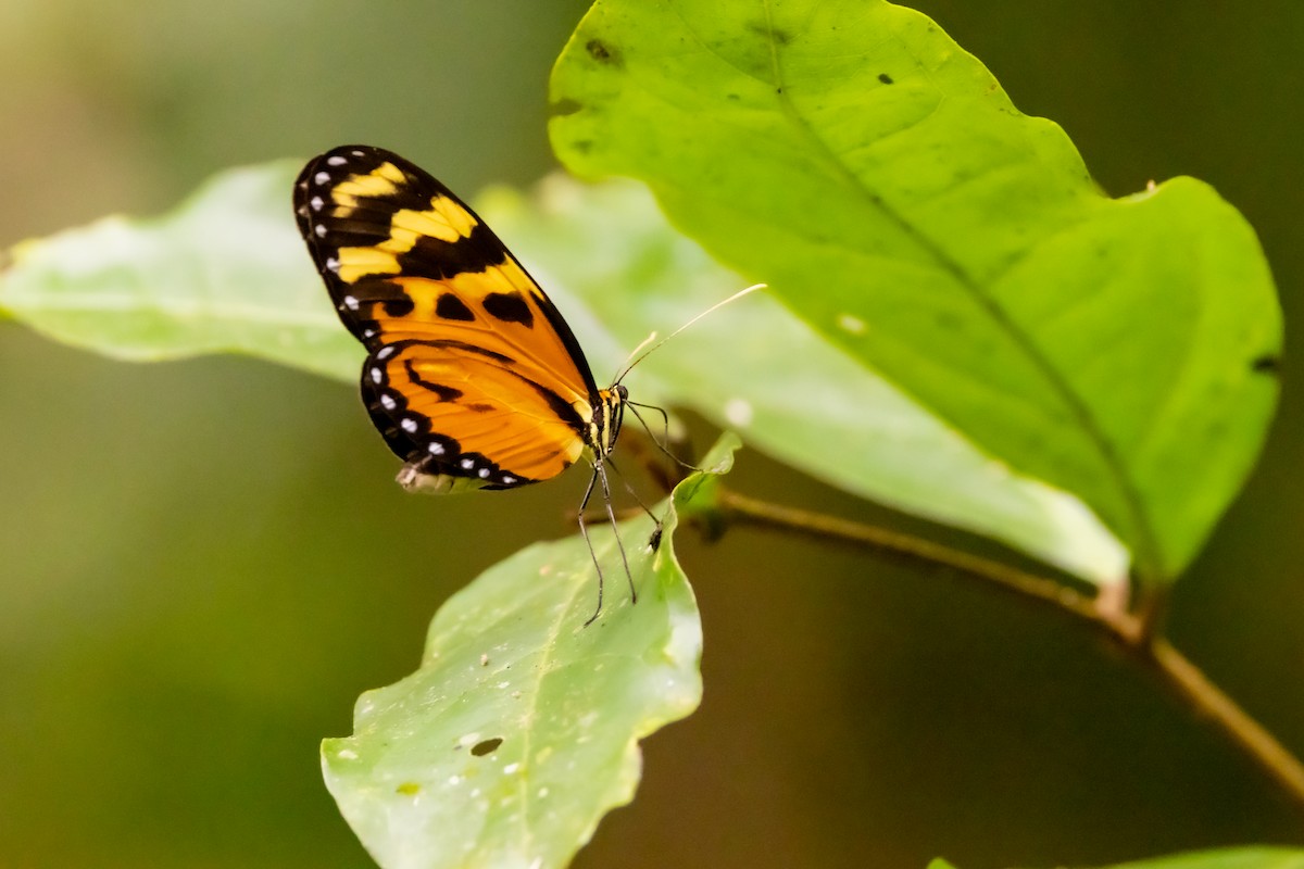 Lysimnia Tigerwing - ML648918893