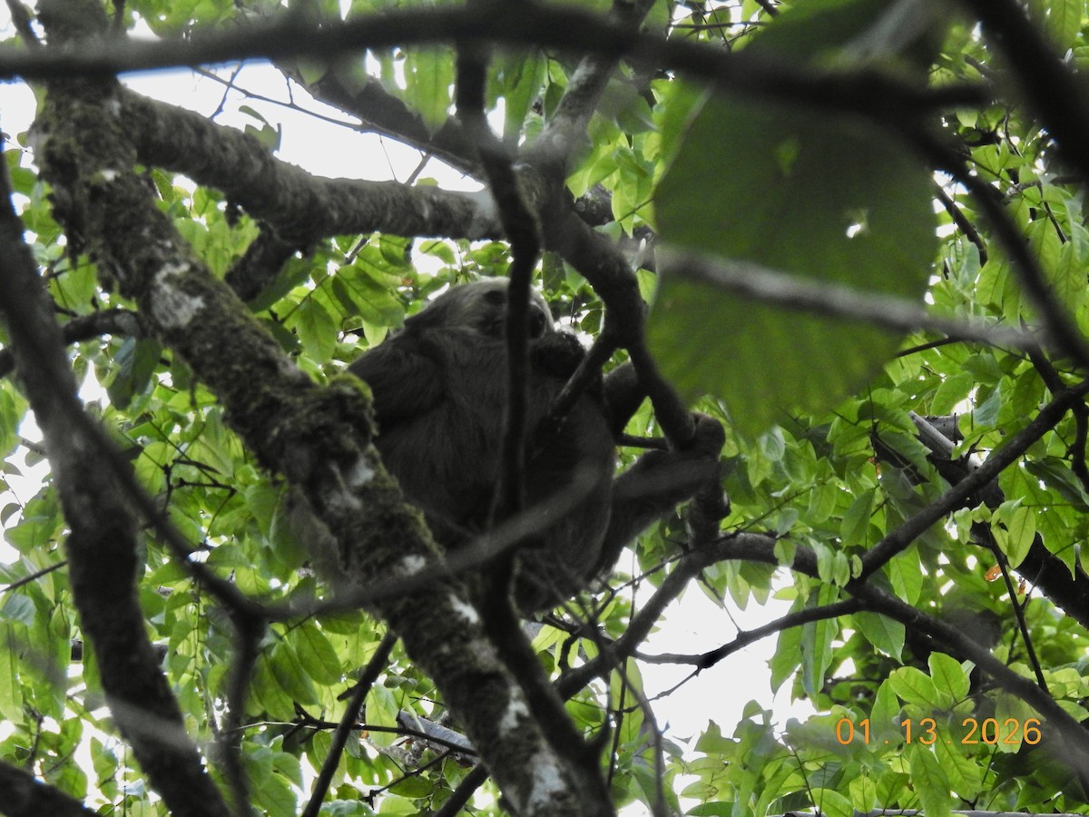 Hoffmann's Two-toed Sloth - ML648918902