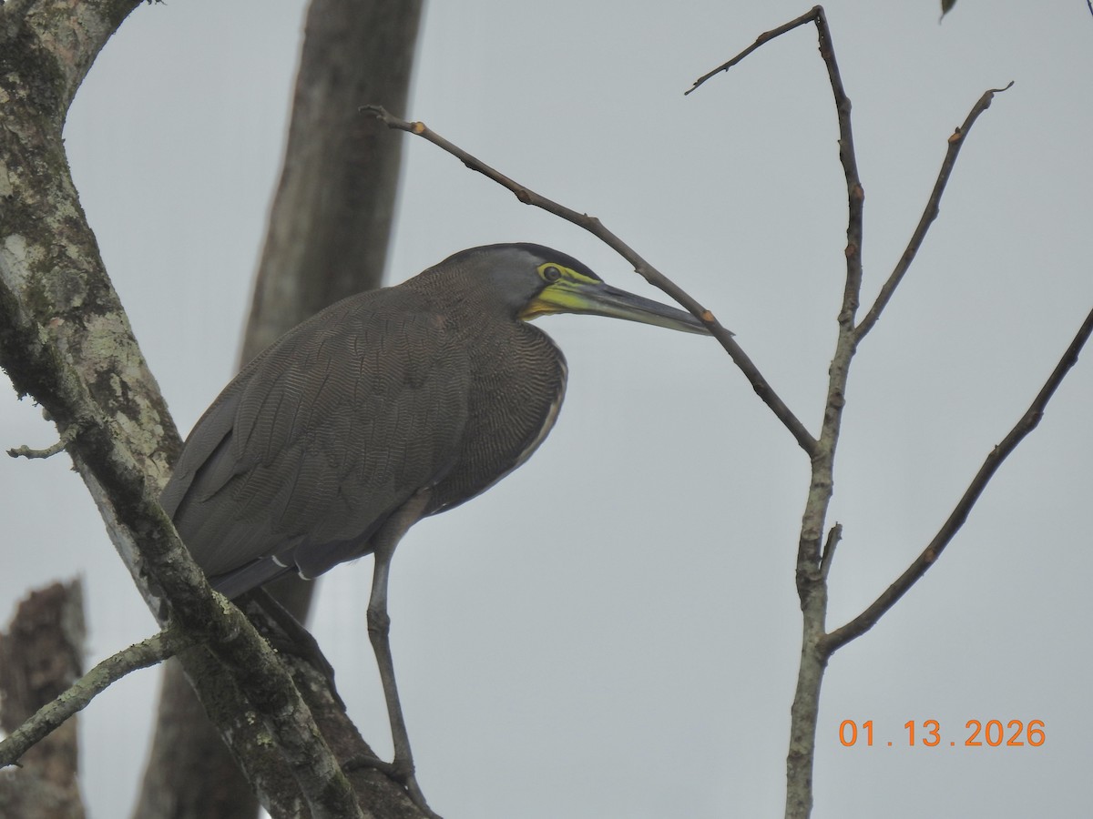 Bare-throated Tiger-Heron - ML648918960