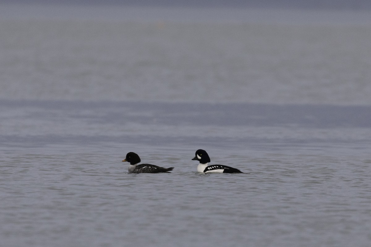עבראש איסלנדי - ML648919005