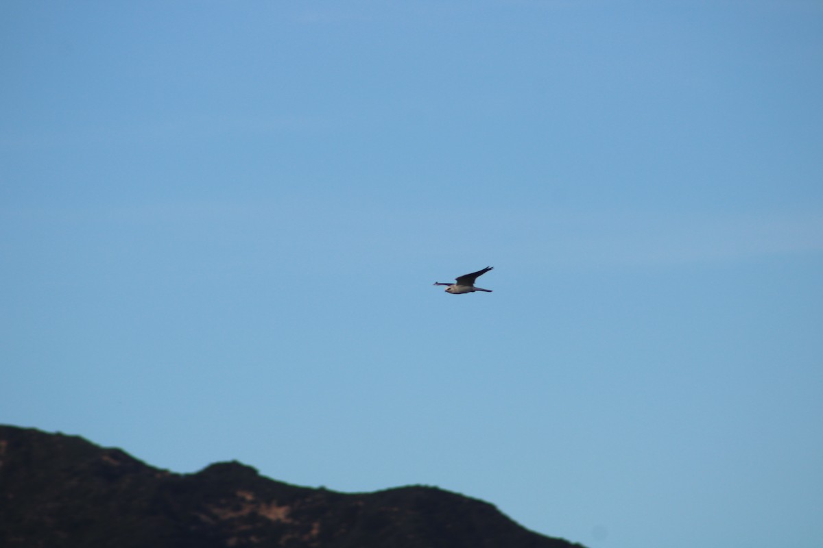 Élanion à queue blanche - ML648919008