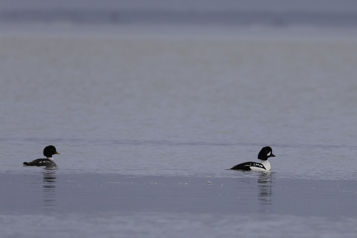 עבראש איסלנדי - ML648919010