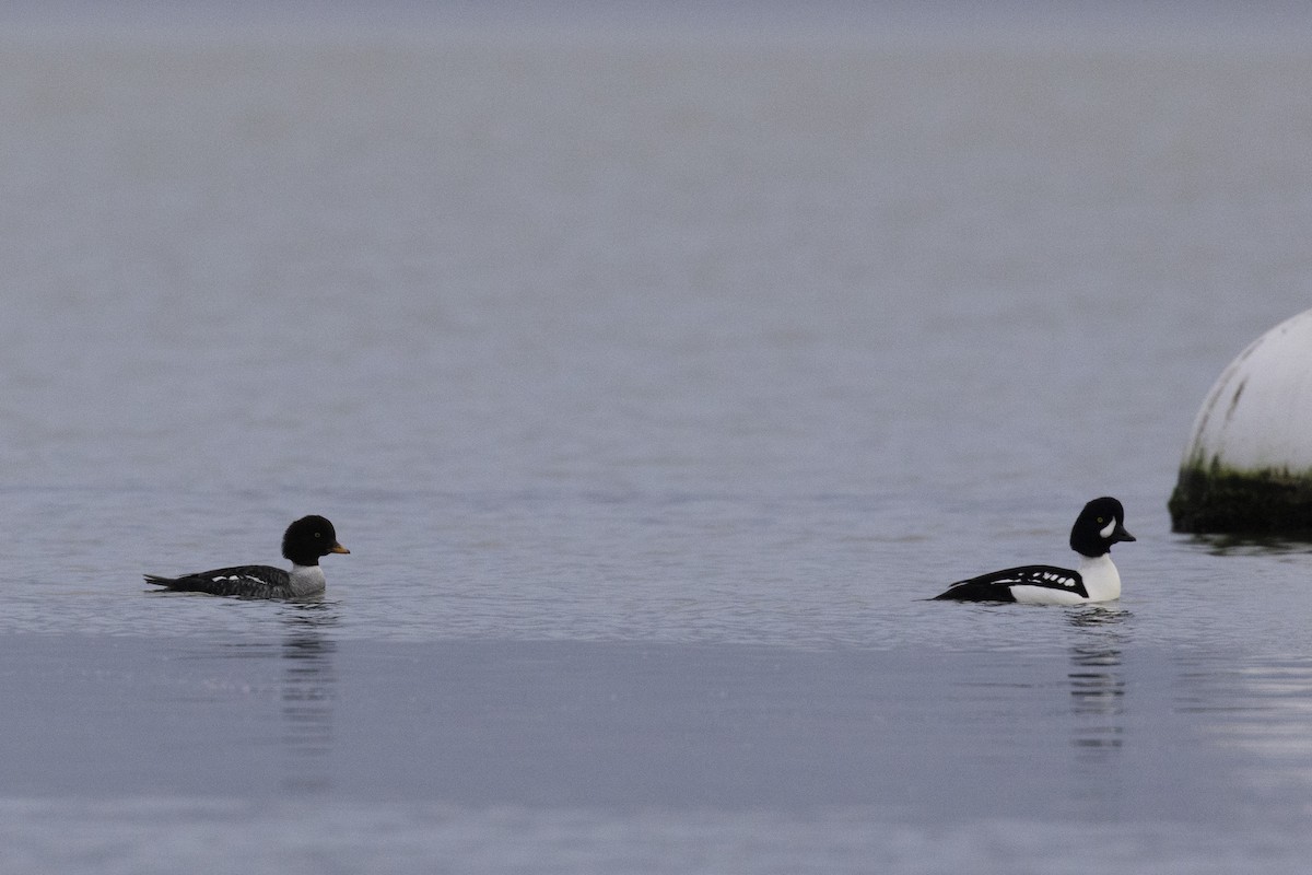עבראש איסלנדי - ML648919011