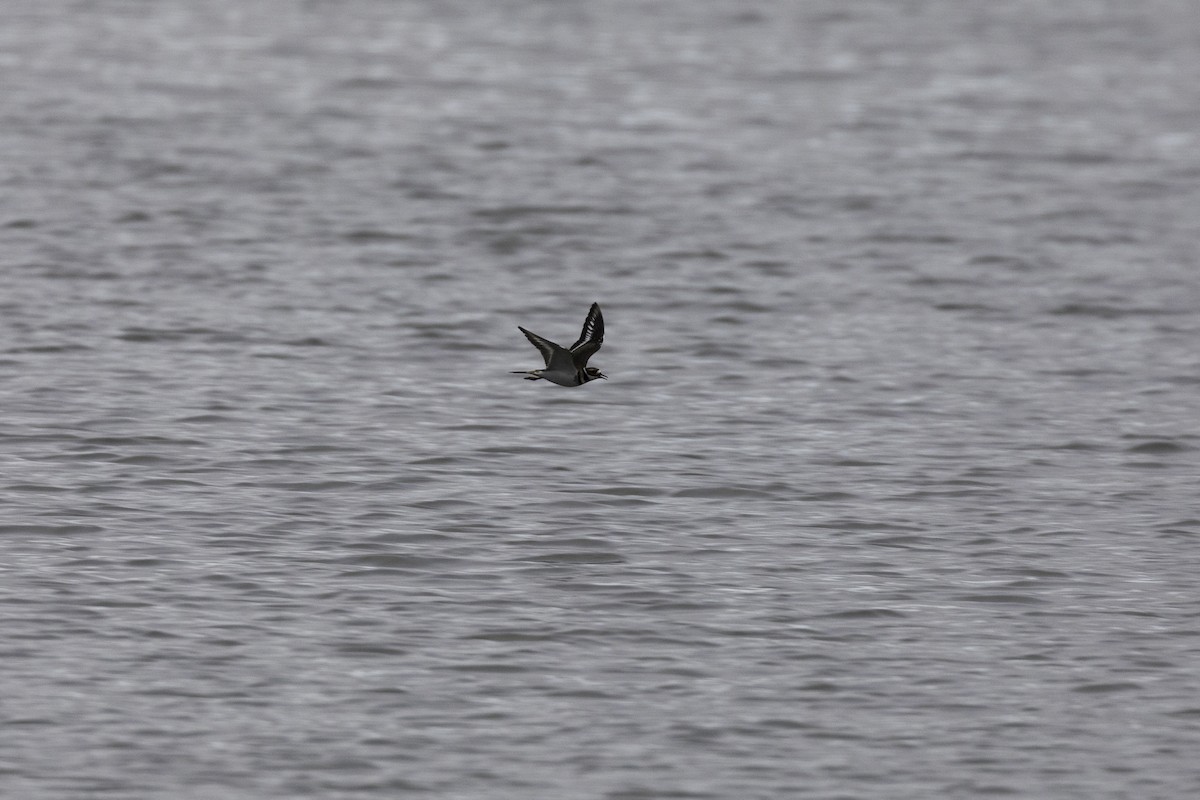 חופמי כפול-צווארון - ML648919020