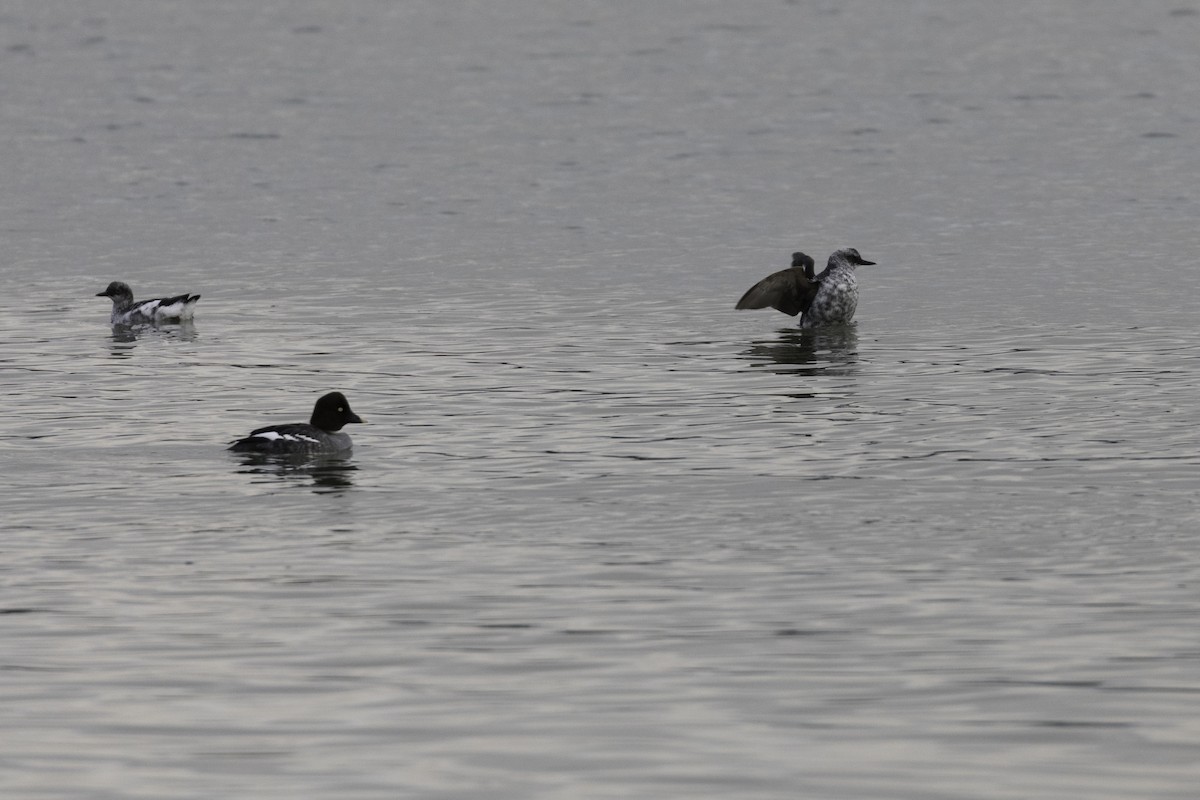 Pigeon Guillemot - ML648919027