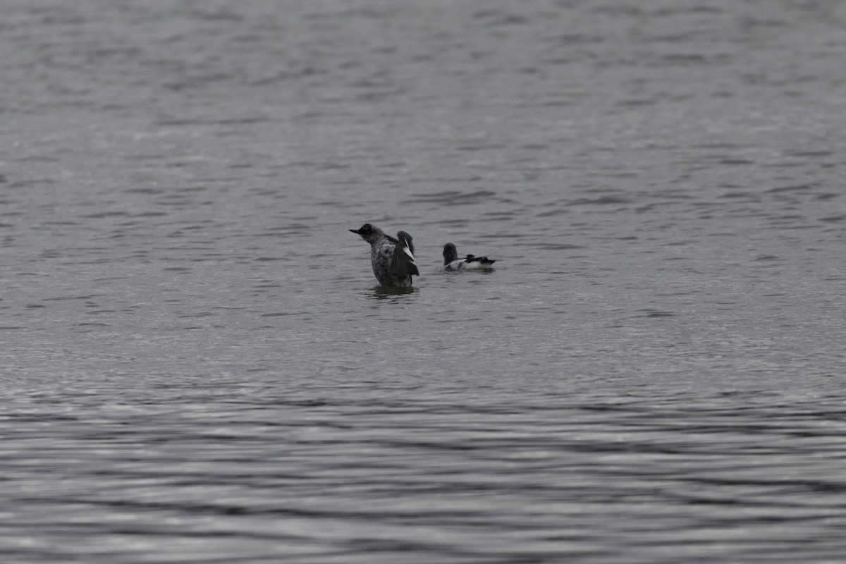 Pigeon Guillemot - ML648919028