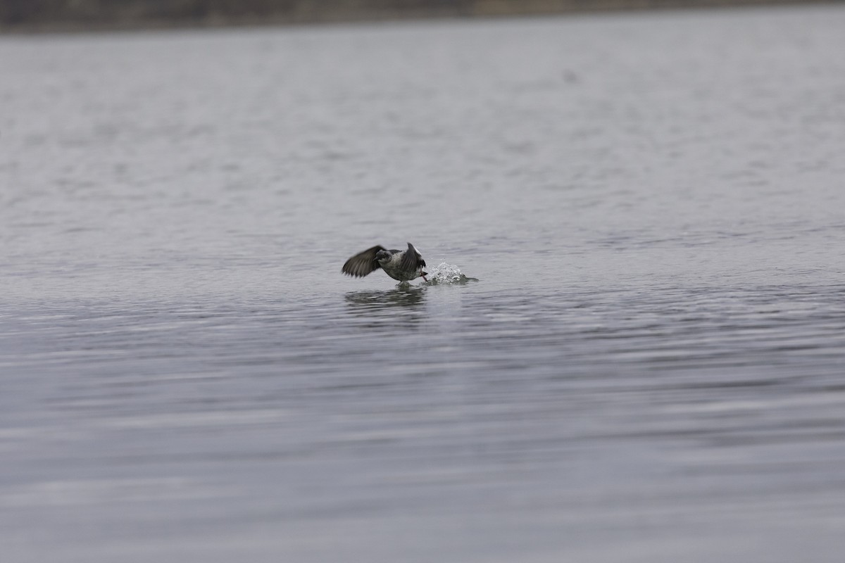 Pigeon Guillemot - ML648919029