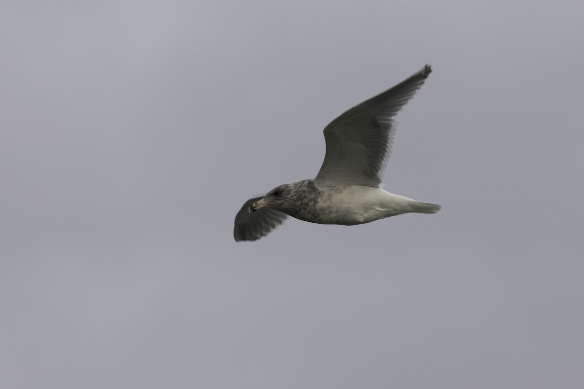 Western x Glaucous-winged Gull (hybrid) - ML648919049