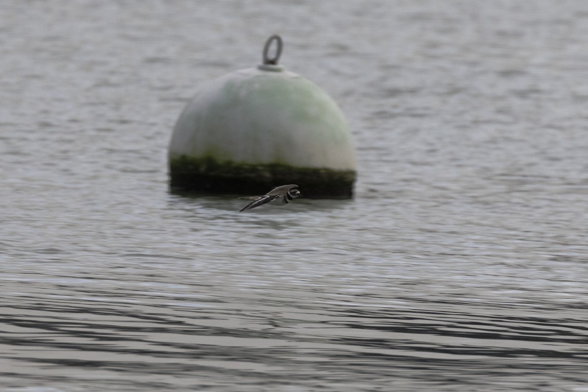 חופמי כפול-צווארון - ML648919062