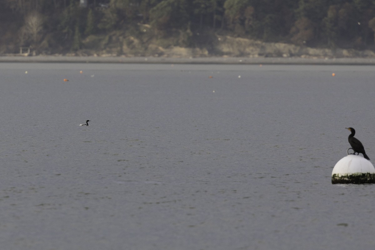 Pelagic Cormorant - ML648919074