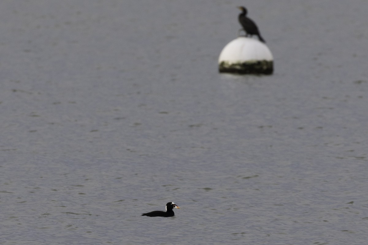 קורמורן אמריקני - ML648919106