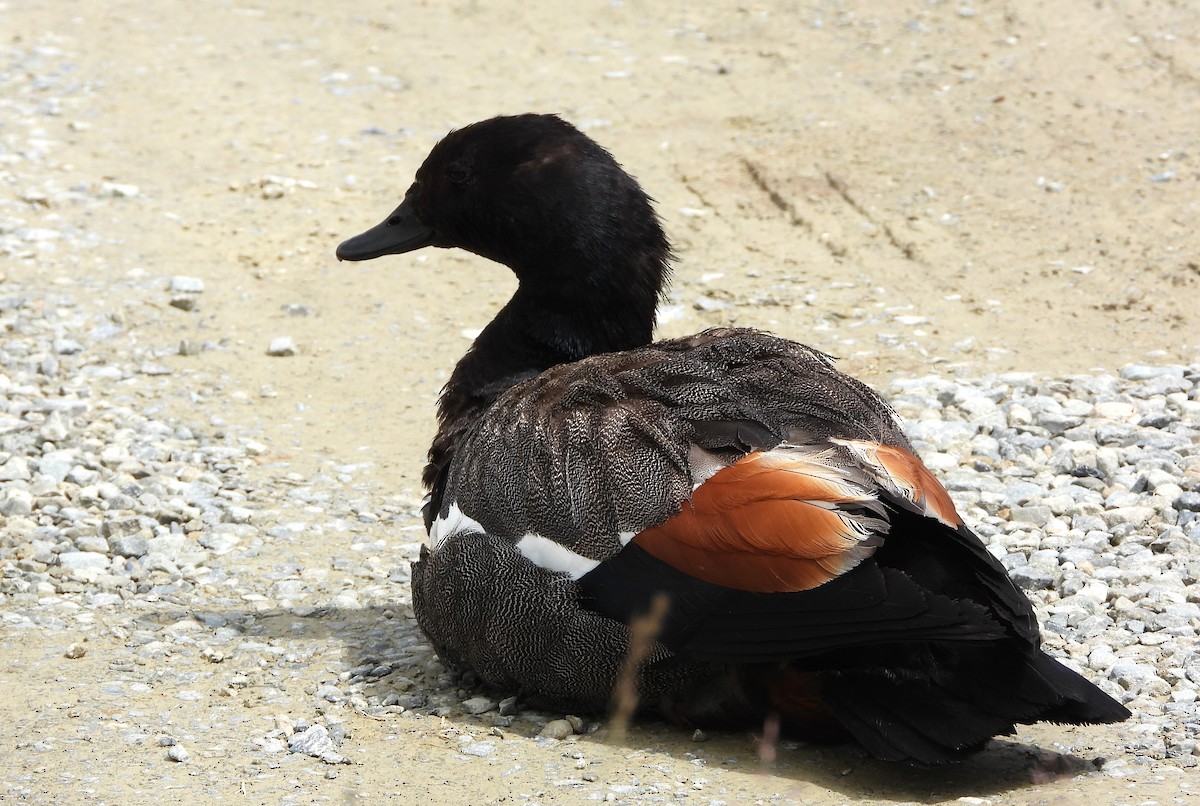 Paradise Shelduck - ML648919146