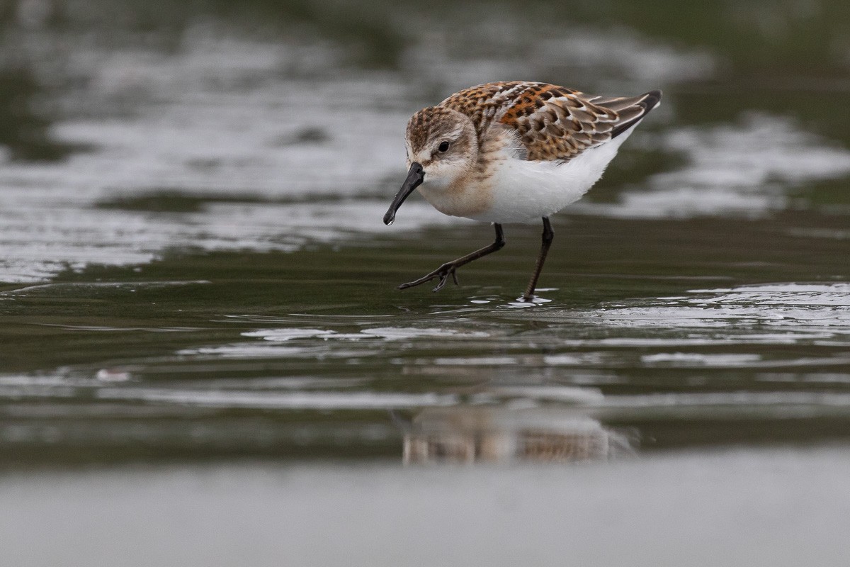 Gambecchio dell'Alaska - ML648919238