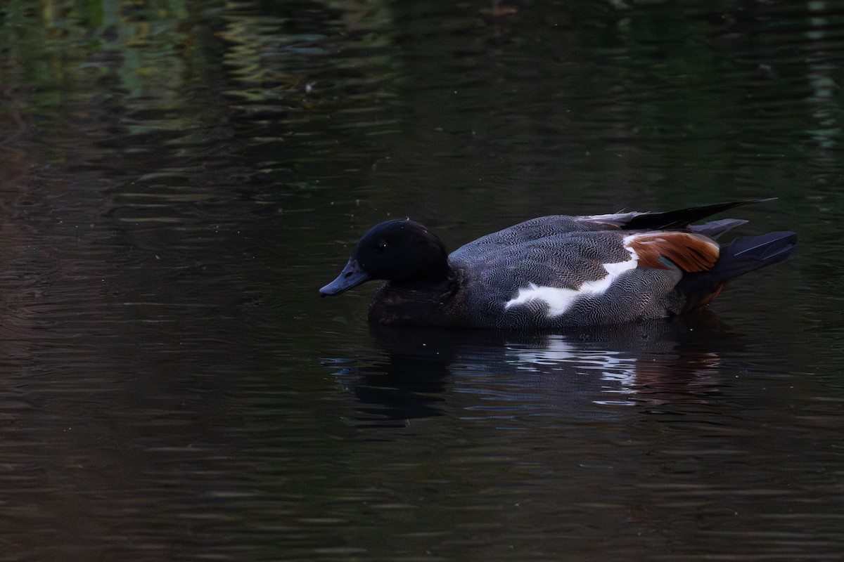 Paradise Shelduck - ML648919333