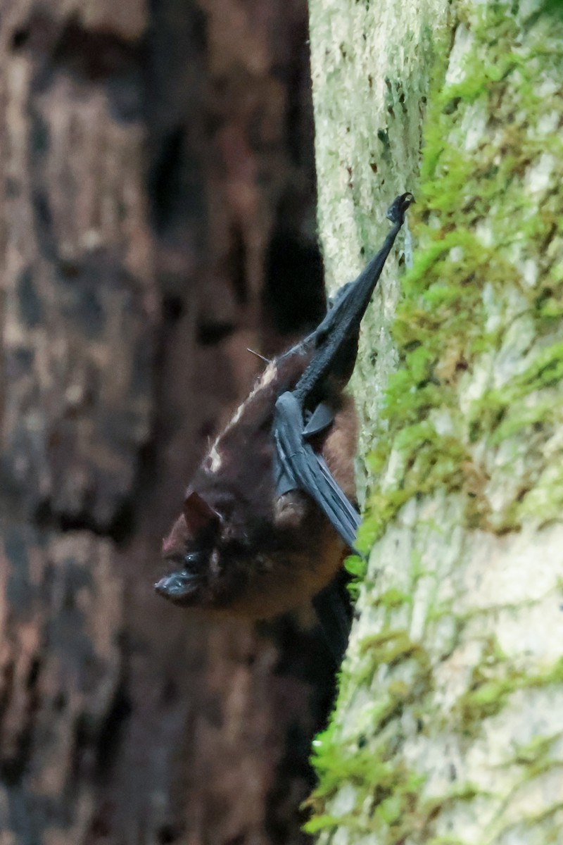 Greater Sac-winged Bat - ML648919370