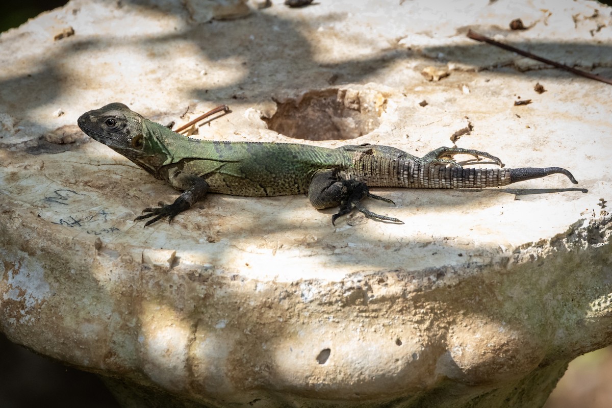 Black Spiny-tailed Iguana - ML648919662