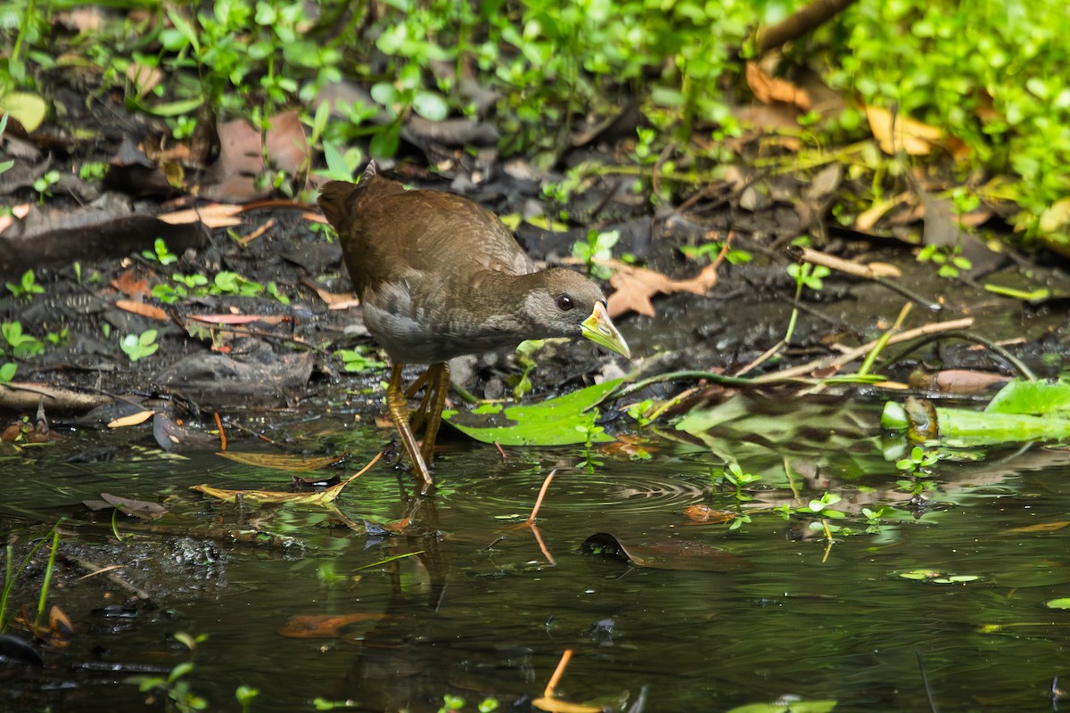 Pale-vented Bush-hen - ML648919815