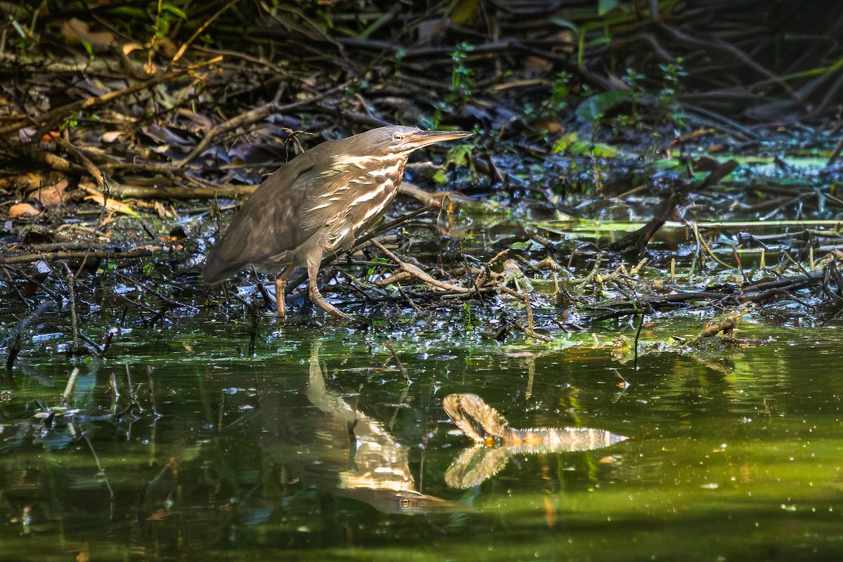 Black Bittern - ML648919844