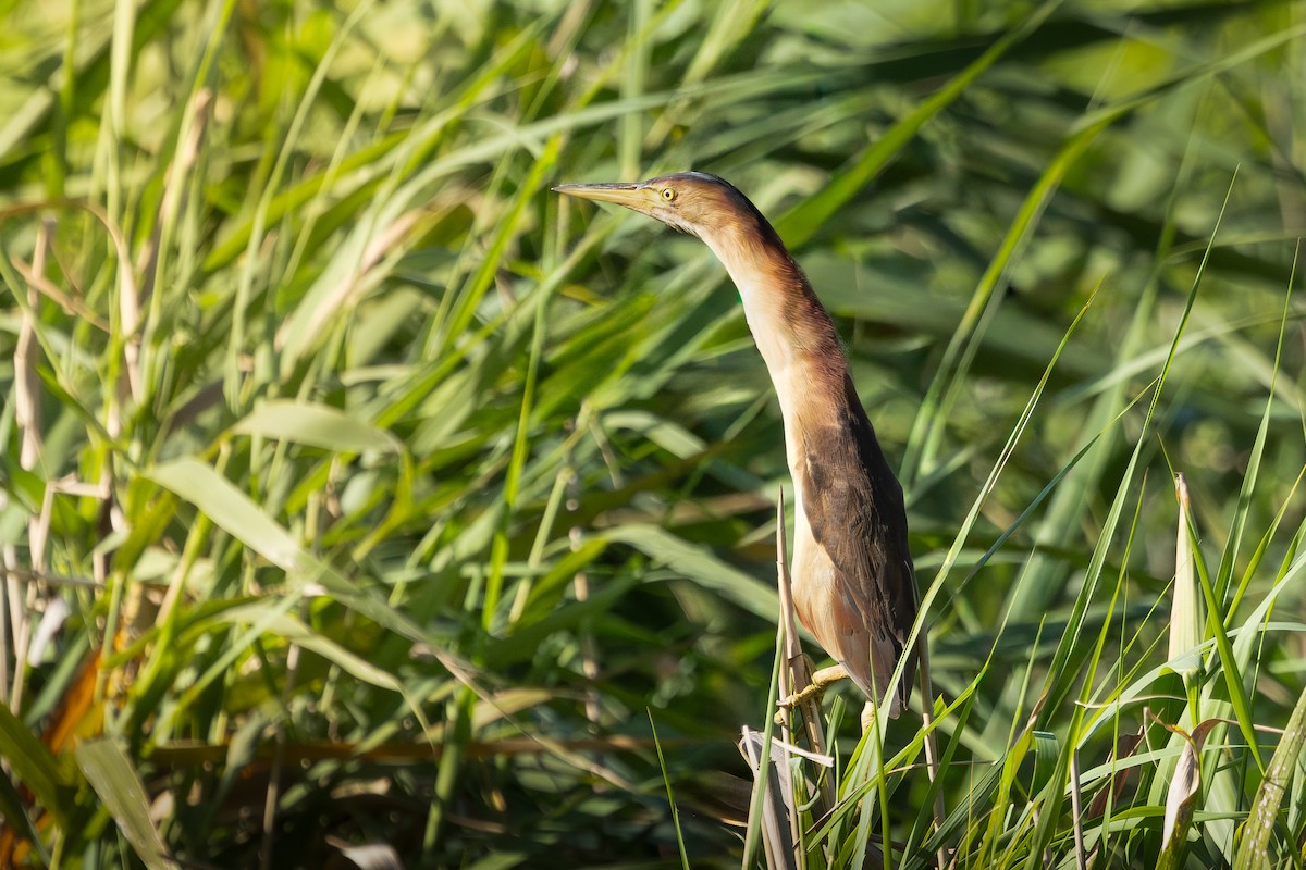 Black-backed Bittern - ML648919865