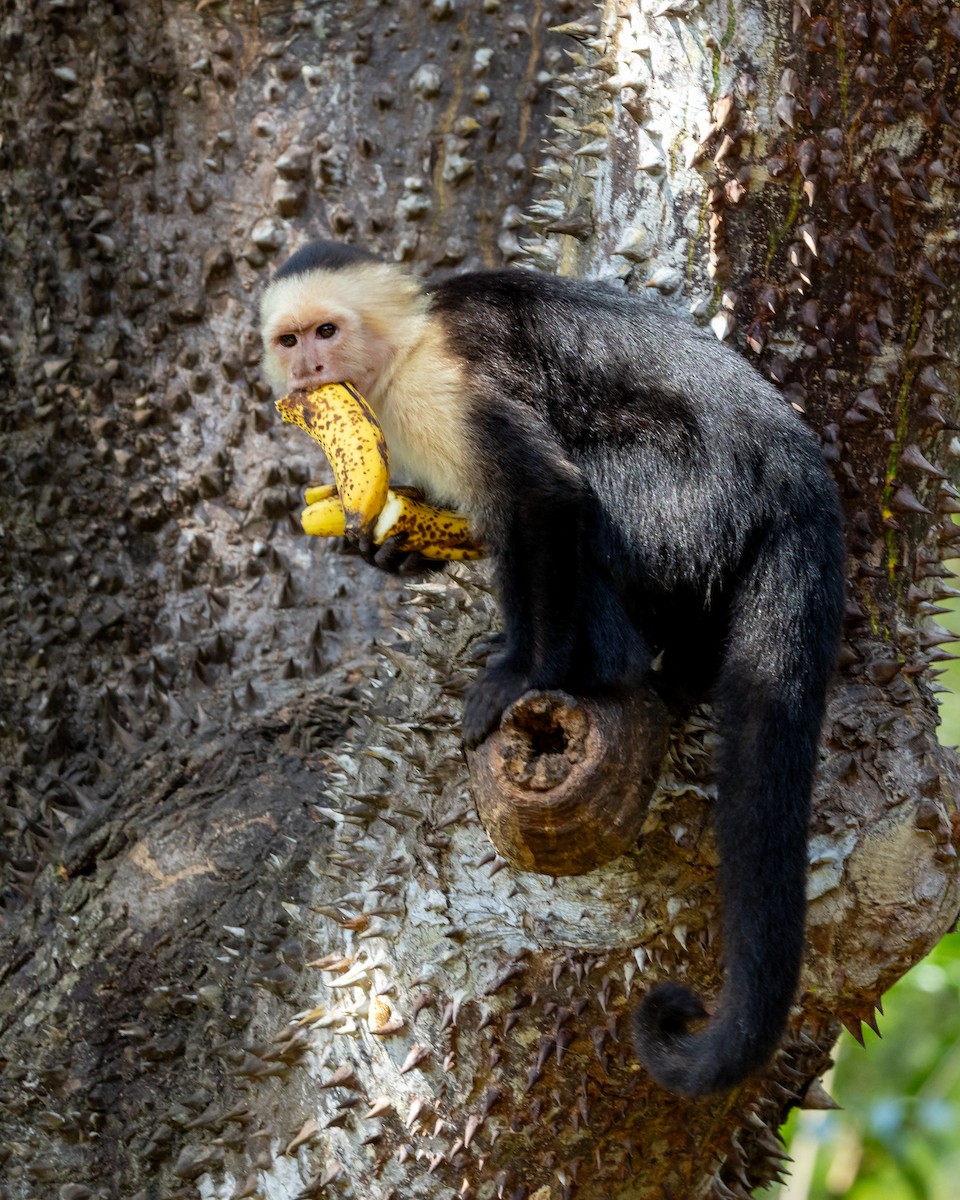 Central American White-faced Capuchin - ML648920008