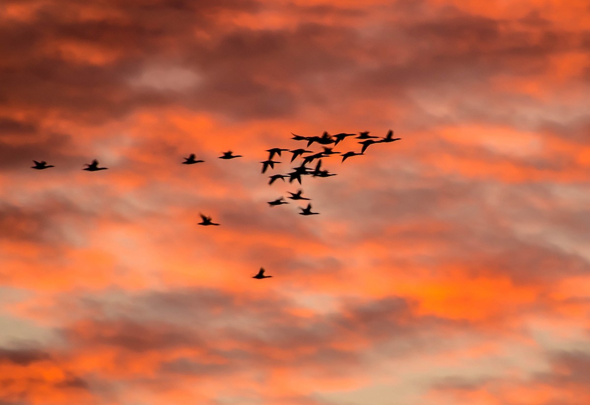 Strolaga minore - ML648920332