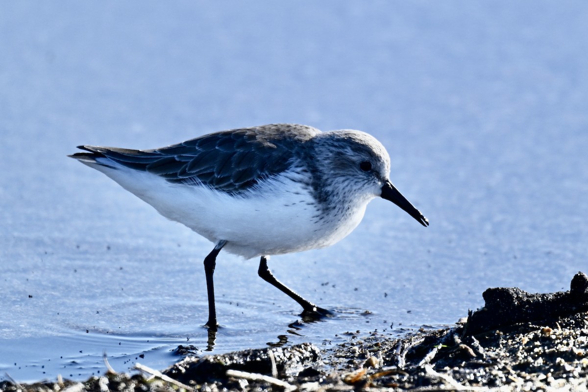 Gambecchio dell'Alaska - ML648920409