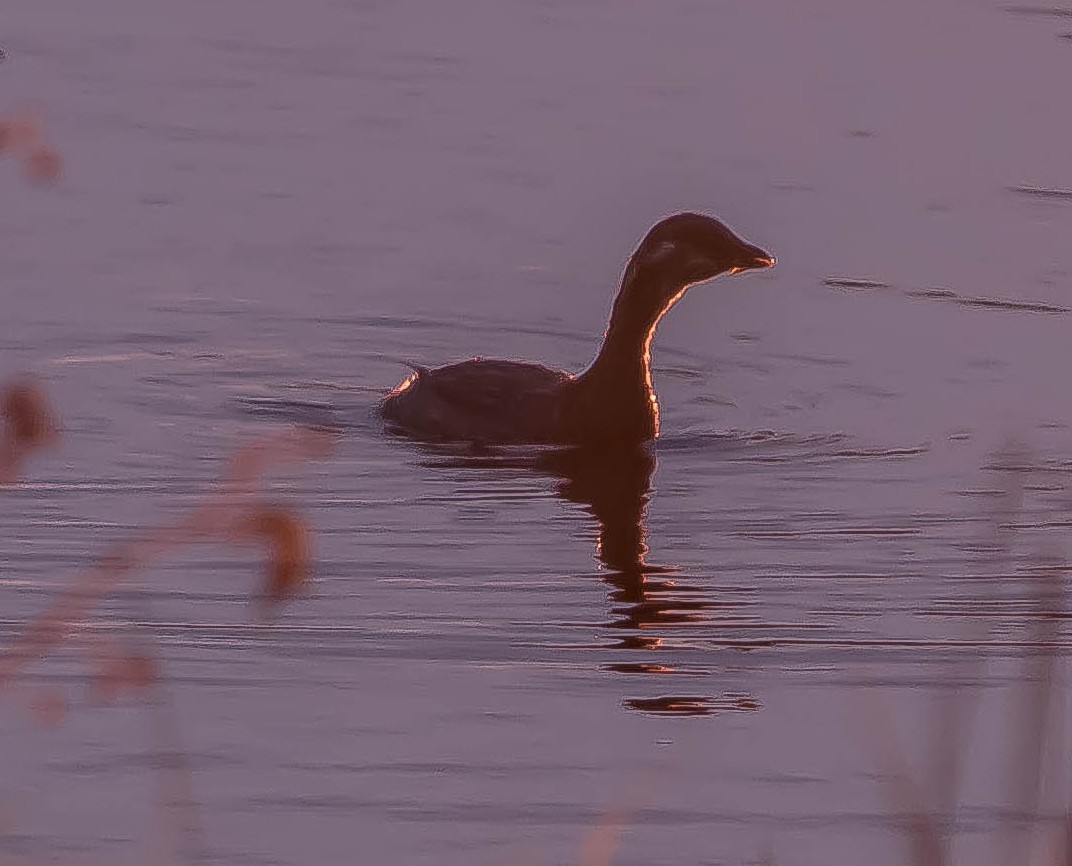 Pied-billed Grebe - ML648920520