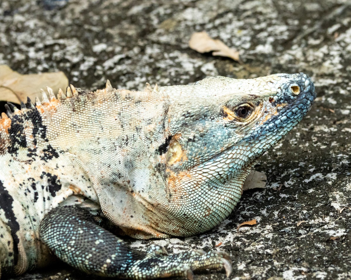 Black Spiny-tailed Iguana - ML648920526