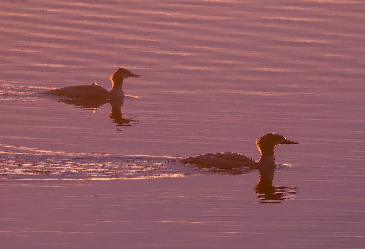 Smergo maggiore - ML648920590