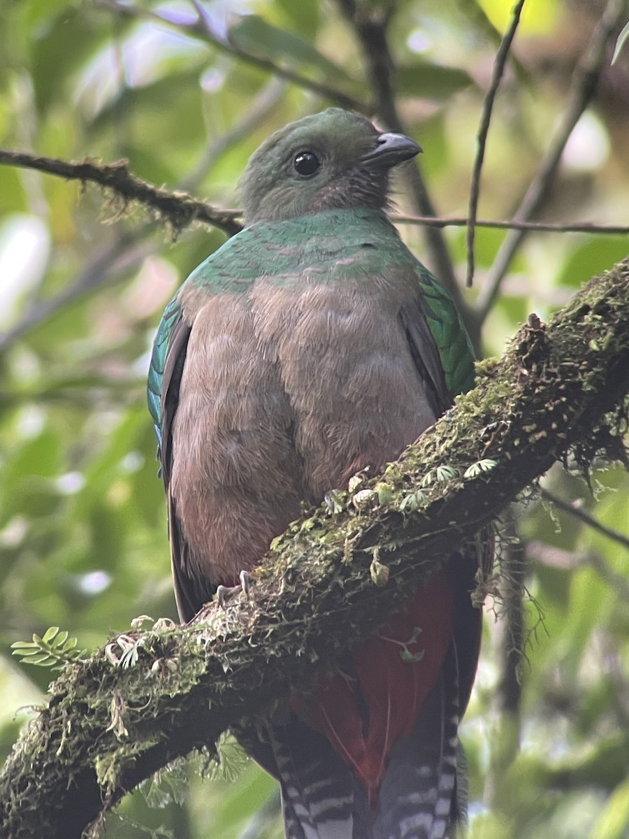 Resplendent Quetzal - ML648920632