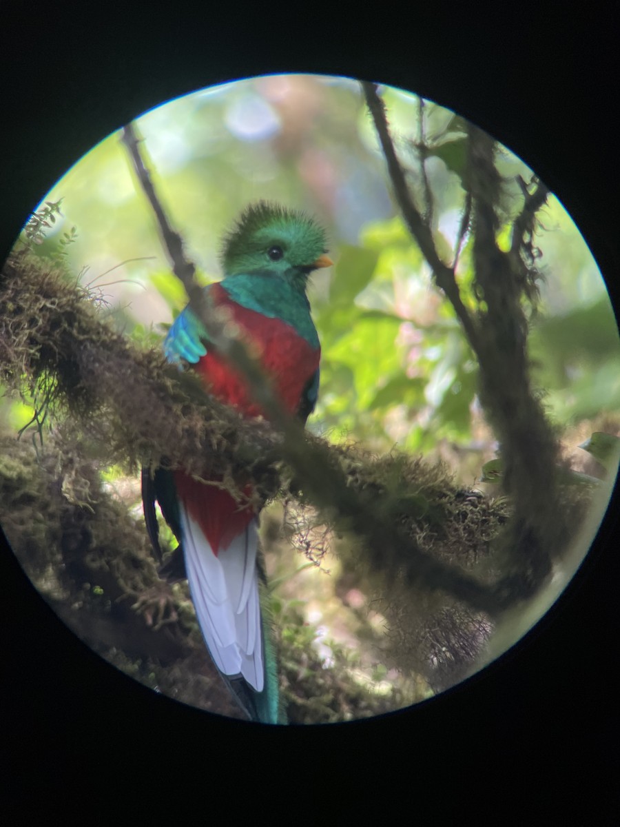 Resplendent Quetzal - ML648920634
