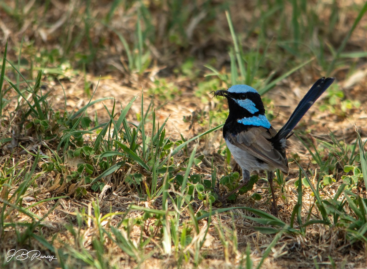 Superb Fairywren - ML648920662