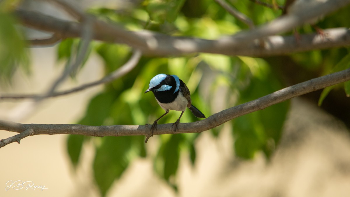 Superb Fairywren - ML648920664