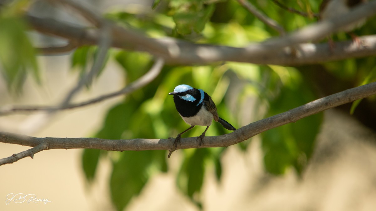 Superb Fairywren - ML648920665