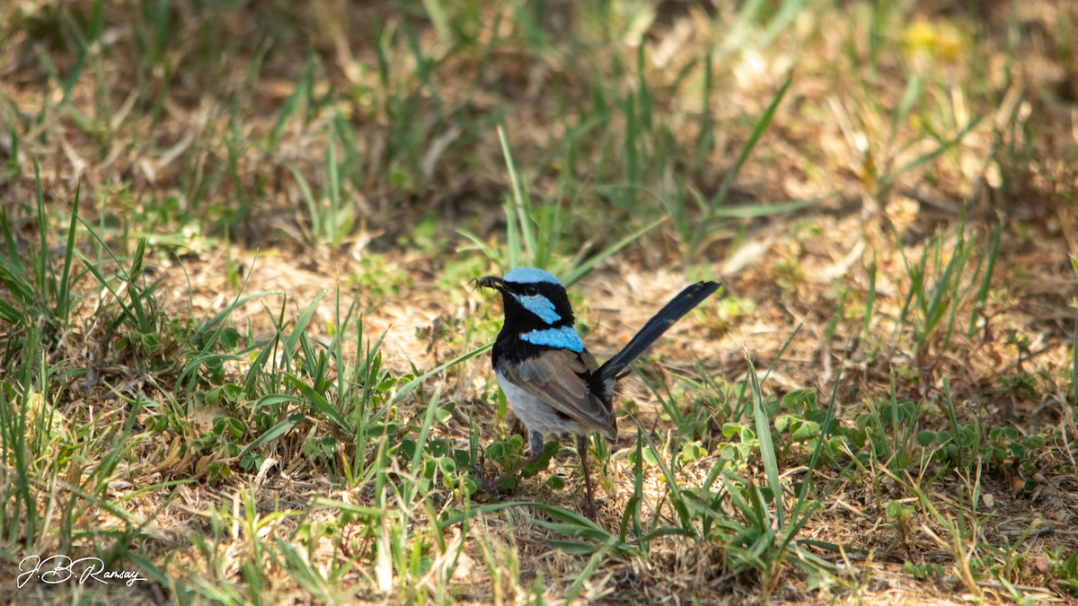 Superb Fairywren - ML648920666